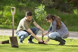 It would be no small feat to get that root ball out of the ground. How To Transplant Trees And Shrubs Trees And Shrubs Landscaping Shrubs Shrubs