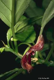 Image result for Balsaminaceae