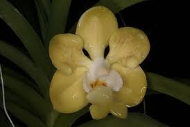 Image result for Cynorkis buchananii