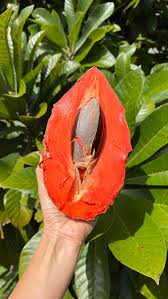 Image result for Sapotaceae