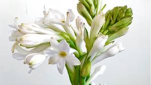 Bunga sedap malam merupakan bunga yang kepopulerannya sudah mendunia. Tips Menanam Dan Merawat Bunga Sedap Malam Dan Mitosnya Rumah Com