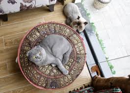 Shop wayfair for all the best glass round coffee table sets. Uae S First Cat Cafe Opens Going Out Gulf News