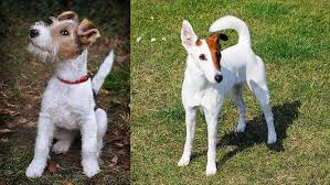 Image result for foxterier drsnosrstý