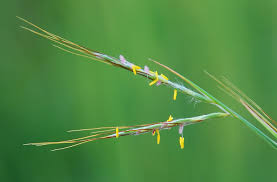 Image result for Hyparrhenia