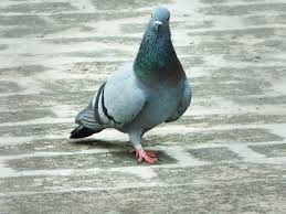 Image result for चिड़िया दाना खाती