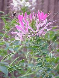 Image result for Cleome aculeata