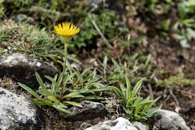 Image result for Pentanema