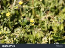 Image result for Ranunculus multifidus