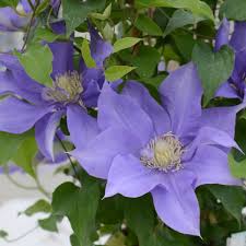 Image result for Clematis dolichopoda