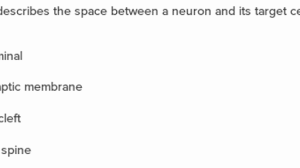 Instantly play online for free, no downloading needed! Neuronal Synapses Questions Practice Khan Academy