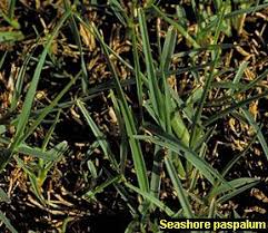 Image result for Paspalum