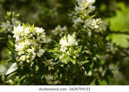 Image result for Rutaceae