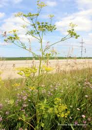 Excess fertilizer can also cause dill to turn yellow. Pin On I Love To Garden