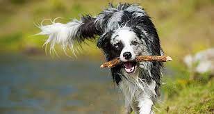 6 Steps To Teaching Your Dog To Fetch Cesar S Way