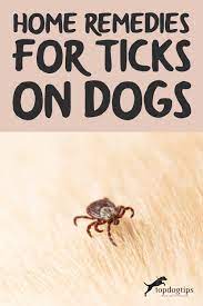 Home Remedies To Treat Tick Fever In Dogs