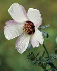 Most annual flower seeds are easy to start indoors, and by starting your own cosmos bears single white, pink, lavender, or burgundy blooms from summer through frost. 10 Unusual Annuals Finegardening