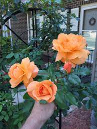 Climbing rose mister lincoln (swim & weeks) has large fragrant deep red blooms flowering at the end of long stems. Tangerine Skies