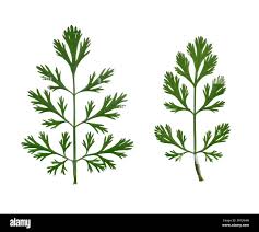 Image result for Coriandrum sativum