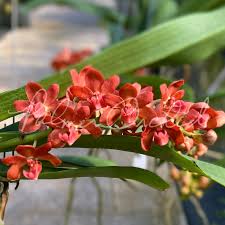 Image result for Rhynchosia galpinii