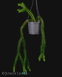 Image result for Xerophyta squarrosa