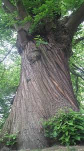 We did not find results for: Bark Sweet Chestnut Tree Sweet Chestnut Tree Chestnut Trees Tree