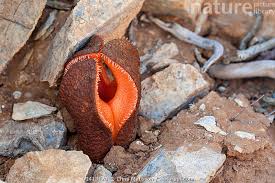 Image result for Hydnora