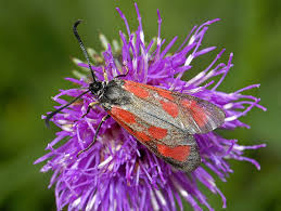 Image result for Zygotritonia