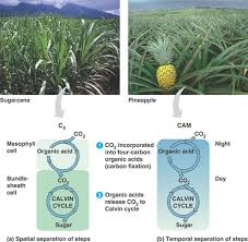A plant cell is also encased in a tough cell wall and the stem also has cells with special thickened walls that help to provide strength. C4 And Cam Plants Schoolworkhelper