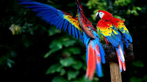 Explore bird hd wallpaper on wallpapersafari | find more items about angry bird wallpaper, hd parrot wallpaper, angry birds wallpaper hd. 13 Beautiful Hd And 4k Wallpapers Of Exotic Birds That You Should Download