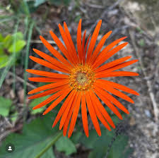 Image result for Gerbera jamesonii