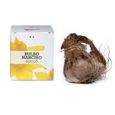 I nostri bulbi di narciso hanno persino vinto il premio come migliori bulbi di una famosa trasmissione olandese. Bulbo Di Narciso Giallo Note Di