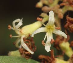 Image result for Cordia monoica