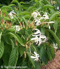 Image result for Clerodendrum