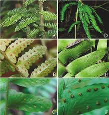 Image result for Arthropteris