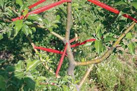Maybe you would like to learn more about one of these? Limb Spreader Collection Tree Accessories Stark Bro S