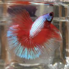 Betta Land Home Facebook