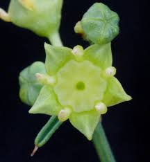 Image result for Helinus