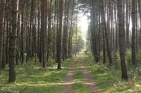 Klasyfikacja gleb leśnych Polski – Wikipedia, wolna encyklopedia