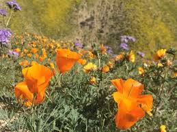 The most common colors include blue, pink, purple and white. A Little More Rain Could Bring Another Wildflower Super Bloom To California Kpbs