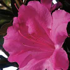 Unlike traditional azaleas, encore azaleas can tolerate full sun and bloom best in full sun or high filtered shade. Encore Azaleas The Best Azaleas For Australia