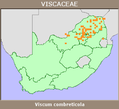 Image result for Viscum combreticola