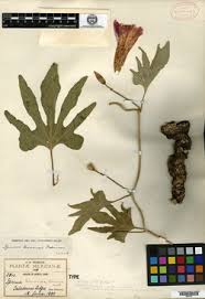 Image result for Ipomoea intrapilosa