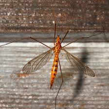 Image result for Rinorea ferruginea