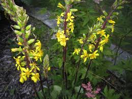 Image result for Ligularia sibirica