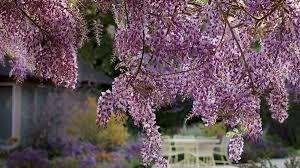 Wisteria is a climbing type of flowering plant that found in united states, korea, japan and china. Fragrant Plants For Pathways Finegardening