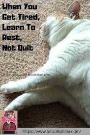 Sometimes I Get So Busy I Forget To Rest But Kali Ma Is Thankfully There To Remind Me Tails Of Kali Ma Is For Cat Lovers Everywh Therapy Cat Cats Cat In Heat