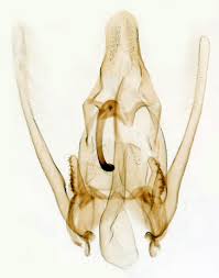 Image result for Nothris verbascella