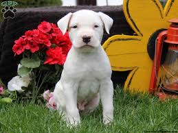 The current median price for all american. American Bulldog Puppies For Sale Greenfield Puppies