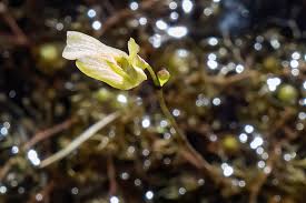 Image result for Utricularia  minor