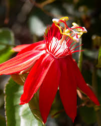 Image result for Passiflora vitifolia